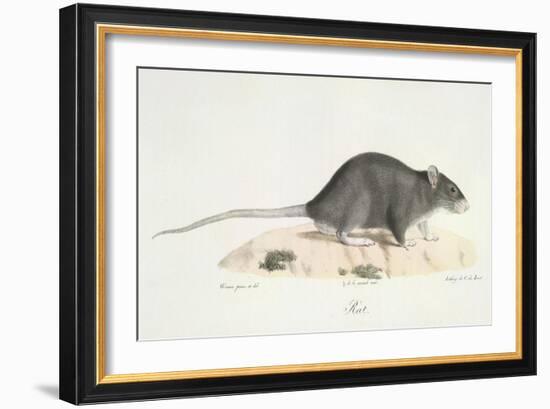 A Rat-Werner-Framed Giclee Print