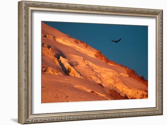 A Raven Catches Morning Thermals Soaring Over The Glacial Moraine From The Receding Elliot Glacier-Ben Herndon-Framed Photographic Print