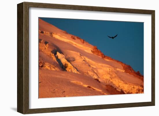 A Raven Catches Morning Thermals Soaring Over The Glacial Moraine From The Receding Elliot Glacier-Ben Herndon-Framed Photographic Print