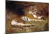 A Reclining Tiger, 1904 (Oil on Canvas)-Gustave Surand-Mounted Giclee Print