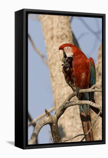 A Red-And-Green Macaw in the Pantanal, Brazil-Neil Losin-Framed Premier Image Canvas