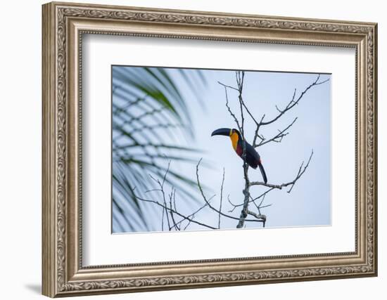 A Red-Breasted Toucan, Ramphastos Dicolorus, Waits in a Tree in Ubatuba, Brazil-Alex Saberi-Framed Photographic Print