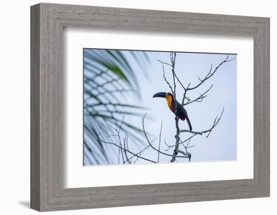 A Red-Breasted Toucan, Ramphastos Dicolorus, Waits in a Tree in Ubatuba, Brazil-Alex Saberi-Framed Photographic Print