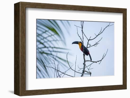 A Red-Breasted Toucan, Ramphastos Dicolorus, Waits in a Tree in Ubatuba, Brazil-Alex Saberi-Framed Photographic Print