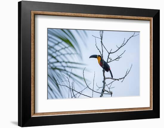 A Red-Breasted Toucan, Ramphastos Dicolorus, Waits in a Tree in Ubatuba, Brazil-Alex Saberi-Framed Photographic Print