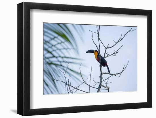 A Red-Breasted Toucan, Ramphastos Dicolorus, Waits in a Tree in Ubatuba, Brazil-Alex Saberi-Framed Photographic Print