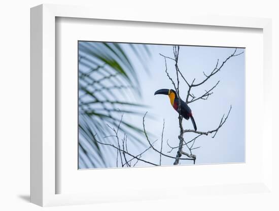 A Red-Breasted Toucan, Ramphastos Dicolorus, Waits in a Tree in Ubatuba, Brazil-Alex Saberi-Framed Photographic Print