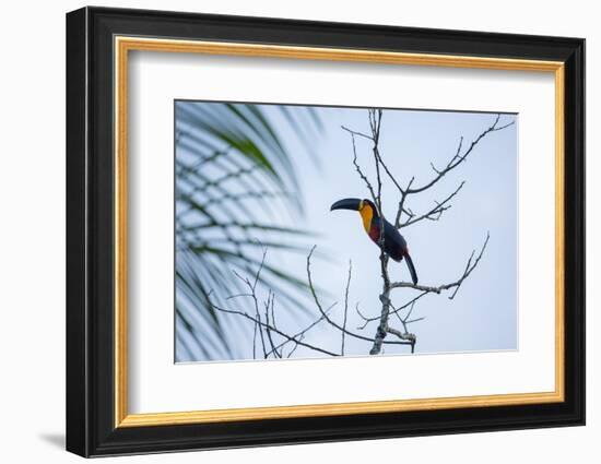 A Red-Breasted Toucan, Ramphastos Dicolorus, Waits in a Tree in Ubatuba, Brazil-Alex Saberi-Framed Photographic Print