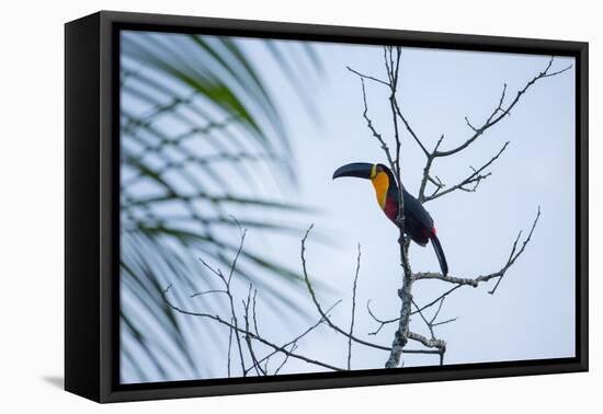 A Red-Breasted Toucan, Ramphastos Dicolorus, Waits in a Tree in Ubatuba, Brazil-Alex Saberi-Framed Premier Image Canvas