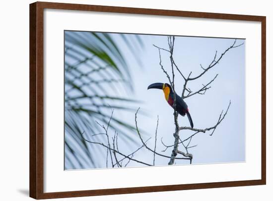 A Red-Breasted Toucan, Ramphastos Dicolorus, Waits in a Tree in Ubatuba, Brazil-Alex Saberi-Framed Photographic Print