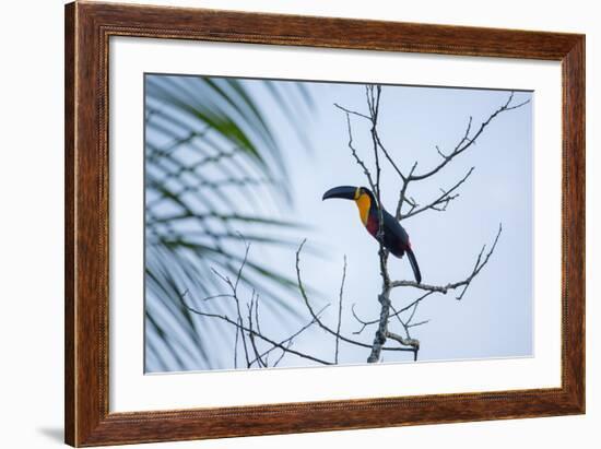 A Red-Breasted Toucan, Ramphastos Dicolorus, Waits in a Tree in Ubatuba, Brazil-Alex Saberi-Framed Photographic Print