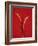 A Red Chili Pepper Sliced in Half-Jan-peter Westermann-Framed Photographic Print