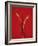 A Red Chili Pepper Sliced in Half-Jan-peter Westermann-Framed Photographic Print