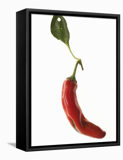 A Red Chilli Pepper with a Leaf-Robbert Koene-Framed Premier Image Canvas