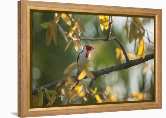 A Red-Cowled Cardinal Perching on a Tree in Sao Paulo's Ibirapuera Park-Alex Saberi-Framed Premier Image Canvas