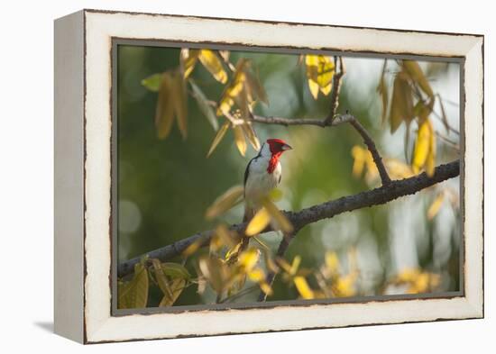 A Red-Cowled Cardinal Perching on a Tree in Sao Paulo's Ibirapuera Park-Alex Saberi-Framed Premier Image Canvas