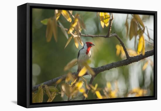 A Red-Cowled Cardinal Perching on a Tree in Sao Paulo's Ibirapuera Park-Alex Saberi-Framed Premier Image Canvas