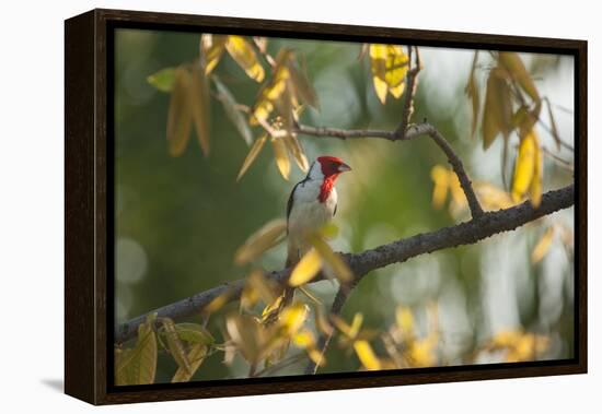 A Red-Cowled Cardinal Perching on a Tree in Sao Paulo's Ibirapuera Park-Alex Saberi-Framed Premier Image Canvas