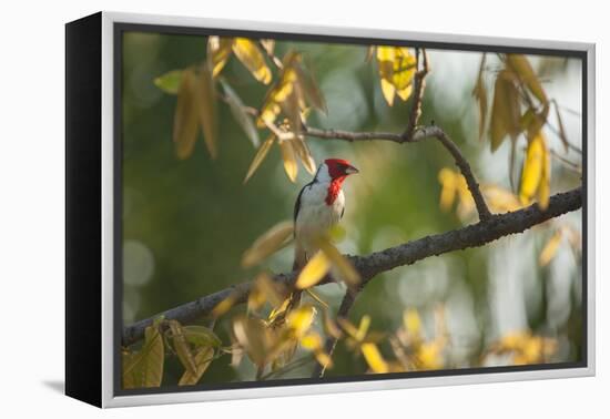 A Red-Cowled Cardinal Perching on a Tree in Sao Paulo's Ibirapuera Park-Alex Saberi-Framed Premier Image Canvas