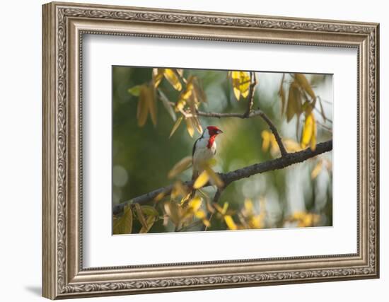 A Red-Cowled Cardinal Perching on a Tree in Sao Paulo's Ibirapuera Park-Alex Saberi-Framed Photographic Print