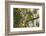 A Red-Cowled Cardinal Perching on a Tree in Sao Paulo's Ibirapuera Park-Alex Saberi-Framed Photographic Print