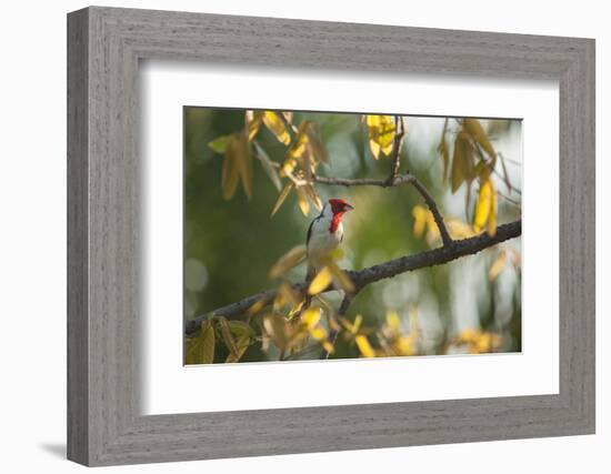 A Red-Cowled Cardinal Perching on a Tree in Sao Paulo's Ibirapuera Park-Alex Saberi-Framed Photographic Print