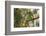 A Red-Cowled Cardinal Perching on a Tree in Sao Paulo's Ibirapuera Park-Alex Saberi-Framed Photographic Print