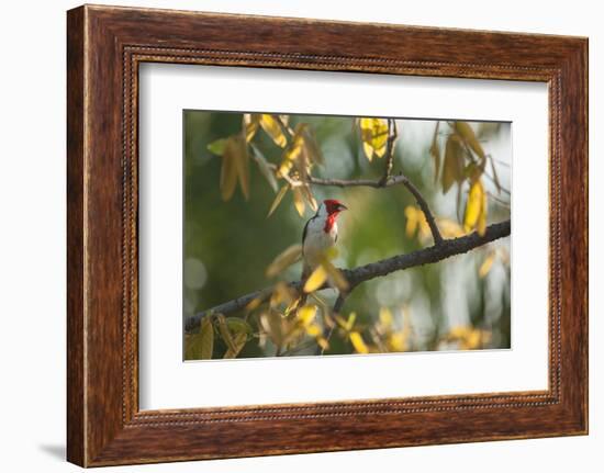 A Red-Cowled Cardinal Perching on a Tree in Sao Paulo's Ibirapuera Park-Alex Saberi-Framed Photographic Print