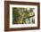 A Red-Cowled Cardinal Perching on a Tree in Sao Paulo's Ibirapuera Park-Alex Saberi-Framed Photographic Print