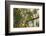 A Red-Cowled Cardinal Perching on a Tree in Sao Paulo's Ibirapuera Park-Alex Saberi-Framed Photographic Print