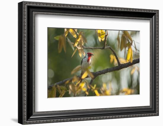 A Red-Cowled Cardinal Perching on a Tree in Sao Paulo's Ibirapuera Park-Alex Saberi-Framed Photographic Print