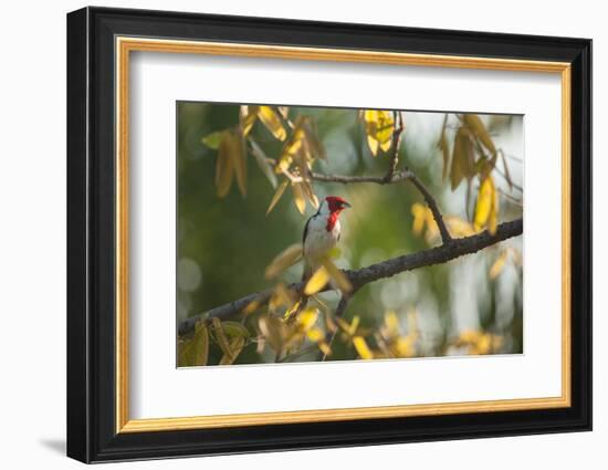 A Red-Cowled Cardinal Perching on a Tree in Sao Paulo's Ibirapuera Park-Alex Saberi-Framed Photographic Print