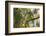 A Red-Cowled Cardinal Perching on a Tree in Sao Paulo's Ibirapuera Park-Alex Saberi-Framed Photographic Print