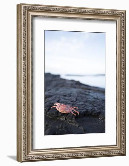 A Red Crab Crawls Along the Lava Shoreline on the Big Island of Hawaii-James White-Framed Photographic Print