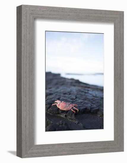 A Red Crab Crawls Along the Lava Shoreline on the Big Island of Hawaii-James White-Framed Photographic Print