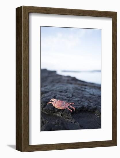 A Red Crab Crawls Along the Lava Shoreline on the Big Island of Hawaii-James White-Framed Photographic Print