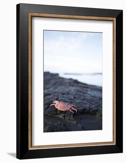 A Red Crab Crawls Along the Lava Shoreline on the Big Island of Hawaii-James White-Framed Photographic Print