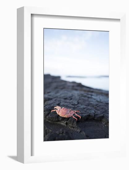 A Red Crab Crawls Along the Lava Shoreline on the Big Island of Hawaii-James White-Framed Photographic Print