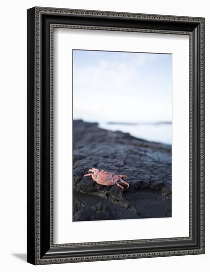 A Red Crab Crawls Along the Lava Shoreline on the Big Island of Hawaii-James White-Framed Photographic Print