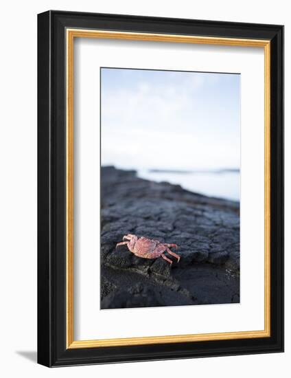 A Red Crab Crawls Along the Lava Shoreline on the Big Island of Hawaii-James White-Framed Photographic Print