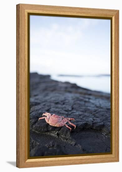 A Red Crab Crawls Along the Lava Shoreline on the Big Island of Hawaii-James White-Framed Premier Image Canvas