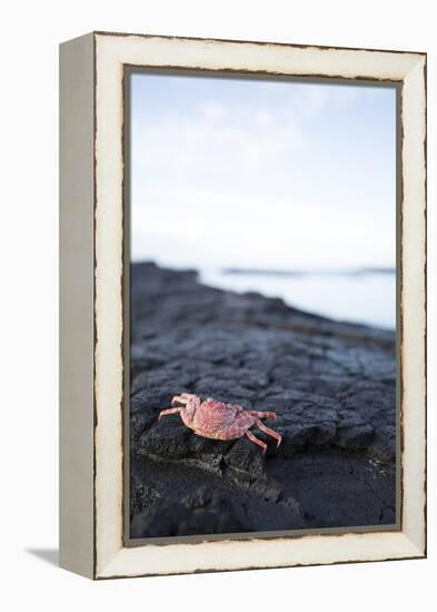 A Red Crab Crawls Along the Lava Shoreline on the Big Island of Hawaii-James White-Framed Premier Image Canvas