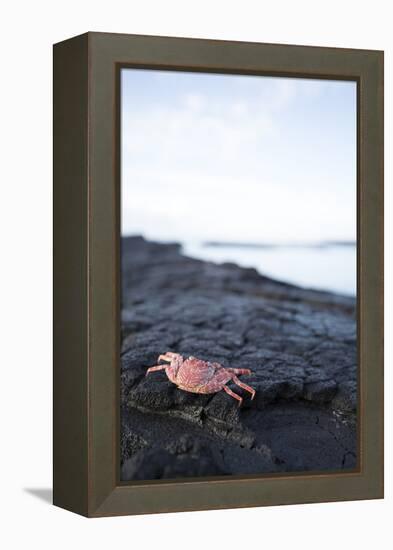 A Red Crab Crawls Along the Lava Shoreline on the Big Island of Hawaii-James White-Framed Premier Image Canvas