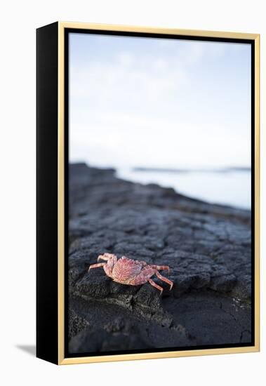 A Red Crab Crawls Along the Lava Shoreline on the Big Island of Hawaii-James White-Framed Premier Image Canvas