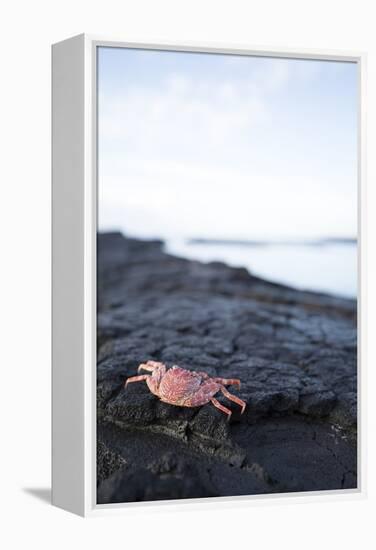 A Red Crab Crawls Along the Lava Shoreline on the Big Island of Hawaii-James White-Framed Premier Image Canvas