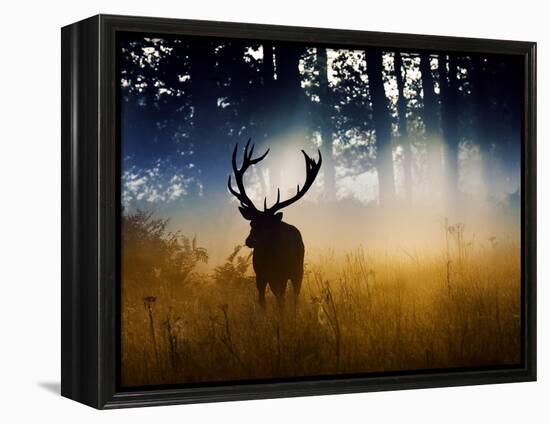 A Red Deer Buck, Cervus Elaphus, Comes Out from the Forest-Alex Saberi-Framed Premier Image Canvas