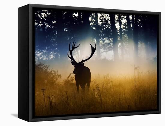 A Red Deer Buck, Cervus Elaphus, Comes Out from the Forest-Alex Saberi-Framed Premier Image Canvas