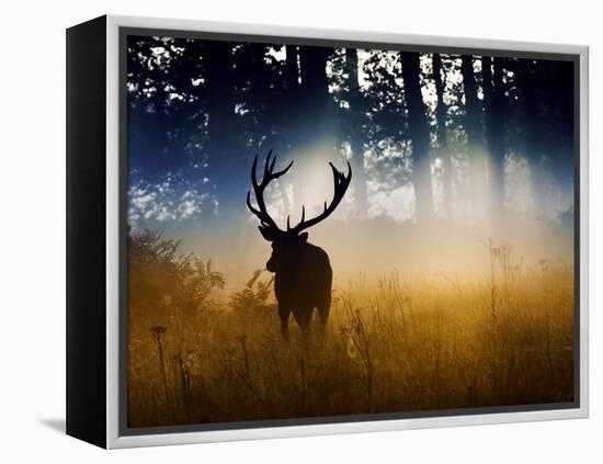 A Red Deer Buck, Cervus Elaphus, Comes Out from the Forest-Alex Saberi-Framed Premier Image Canvas