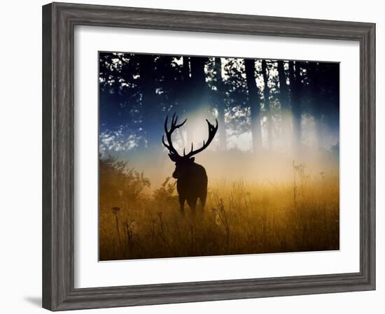 A Red Deer Buck, Cervus Elaphus, Comes Out from the Forest-Alex Saberi-Framed Photographic Print