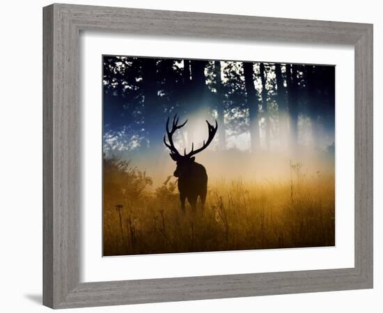 A Red Deer Buck, Cervus Elaphus, Comes Out from the Forest-Alex Saberi-Framed Photographic Print